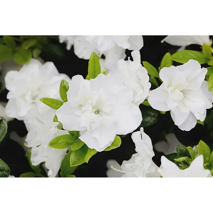 Pflanzen für dich Rhododendron 30-40 cm - Rhododendron obtusum 'Schneeperle', Blütenfarbe: Weiß - Üppige weiße Azaleenblüten mit leuchtend grünen Blättern.