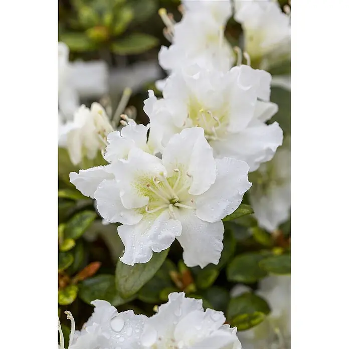 Pflanzen für dich Rhododendron 30-40 cm - Rhododendron obtusum 'Schneeperle', Blütenfarbe: Weiß - Nahaufnahme leuchtend weißer Blüten mit feinen Blütenblättern, hellgrünen Zentren und kleinen Wassertropfen.