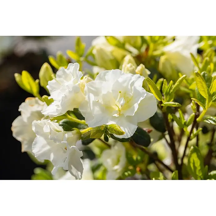 Pflanzen für dich Rhododendron 30-40 cm - Rhododendron obtusum 'Schneeperle', Blütenfarbe: Weiß - Nahaufnahme weißer Blüten mit gelben Zentren und grünen Blättern an einer Pflanze.