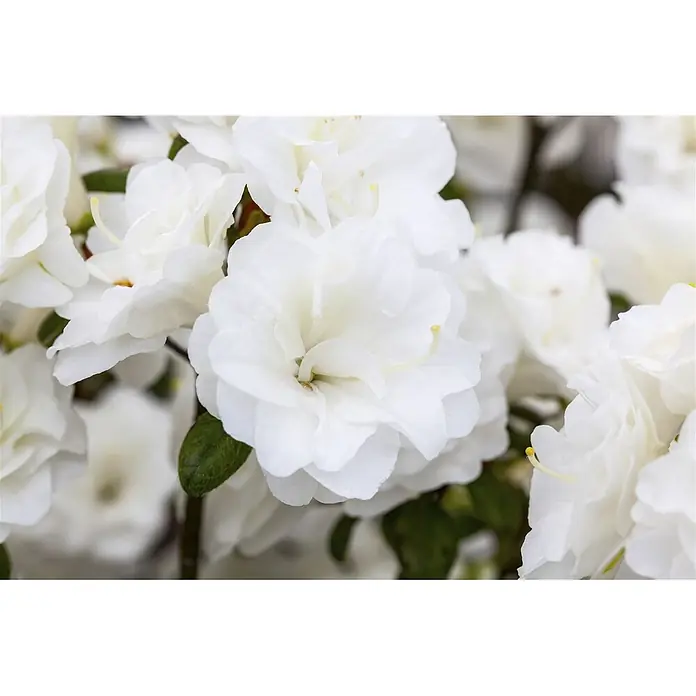 Pflanzen für dich Rhododendron 30-40 cm - Rhododendron obtusum 'Schneeperle', Blütenfarbe: Weiß - Nahaufnahme von lebendigen weißen Azaleenblüten mit zarten Blütenblättern und gelben Staubgefäßen, die an einer Pflanze blühen.