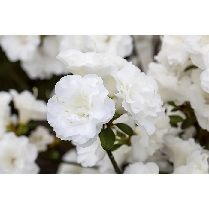 Pflanzen für dich Rhododendron 30-40 cm - Rhododendron obtusum 'Schneeperle', Blütenfarbe: Weiß - Nahaufnahme zarter weißer Blüten mit gekräuselten Blütenblättern und sichtbaren gelben Staubgefäßen.