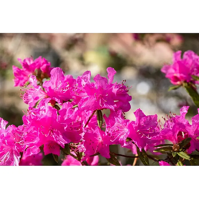 Pflanzen für dich Rhododendron 140-160 cm - Rhododendron dauricum 'Boskoop Ostara', Blütenfarbe: Lila - Lebhafte fuchsiafarbene Blüten in voller Blüte an einem Strauch, die ihre zarten Blütenblätter und auffälligen Staubblätter zeigen.