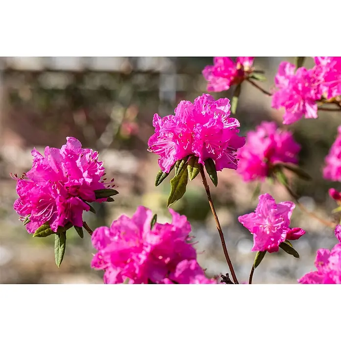 Pflanzen für dich Rhododendron 140-160 cm - Rhododendron dauricum 'Boskoop Ostara', Blütenfarbe: Lila - Leuchtend rosa Blüten mit grünen Blättern an Zweigen, scharf im Vordergrund vor verschwommenem natürlichen Hintergrund.