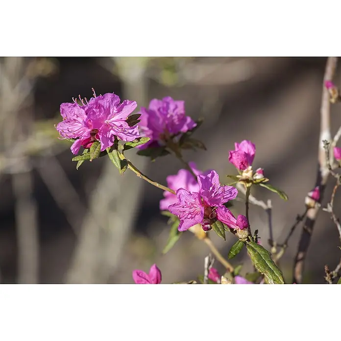 Pflanzen für dich Rhododendron 140-160 cm - Rhododendron dauricum 'Boskoop Ostara', Blütenfarbe: Lila - Nahaufnahme von leuchtend pink-lila Blüten, die an einem Ast vor verschwommenem Naturhintergrund blühen.