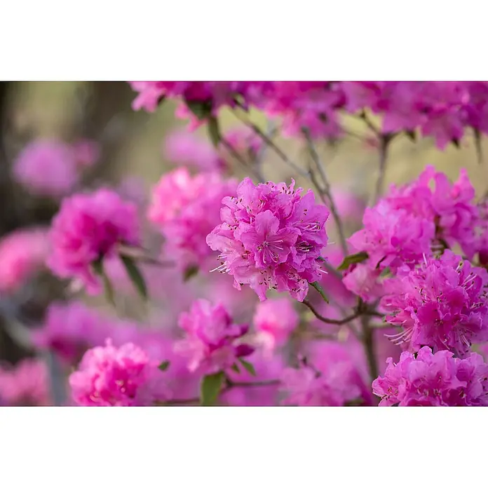 Pflanzen für dich Rhododendron 140-160 cm - Rhododendron dauricum 'Boskoop Ostara', Blütenfarbe: Lila - Lebendige pinke Blüten in voller Blüte an einem Ast, mit weiteren unscharfen pinken Blüten im Hintergrund.