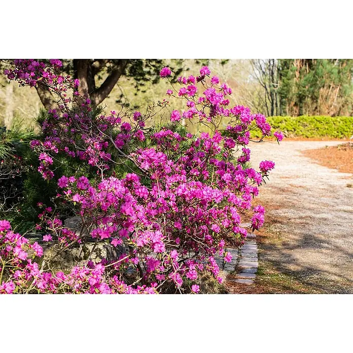 Pflanzen für dich Rhododendron 140-160 cm - Rhododendron dauricum 'Boskoop Ostara', Blütenfarbe: Lila - Ein leuchtend pinker Blütenstrauch (Azalee/Rhododendron) blüht an einem Gartenweg mit Steinrand.