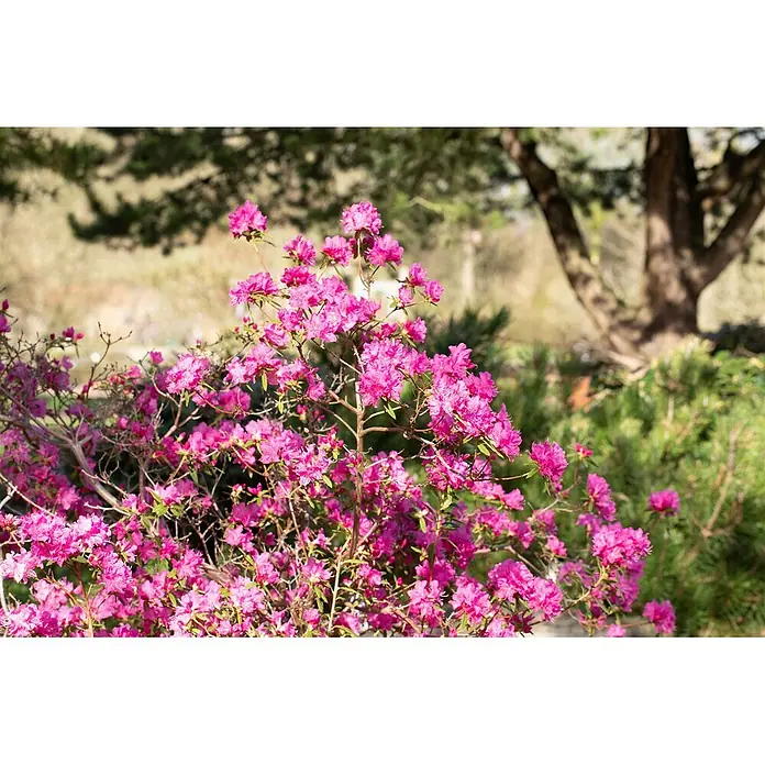 Pflanzen für dich Rhododendron 140-160 cm - Rhododendron dauricum 'Boskoop Ostara', Blütenfarbe: Lila - Leuchtend pinker Azaleen- oder Rhododendronbusch in voller Blüte mit unscharfem Grün.