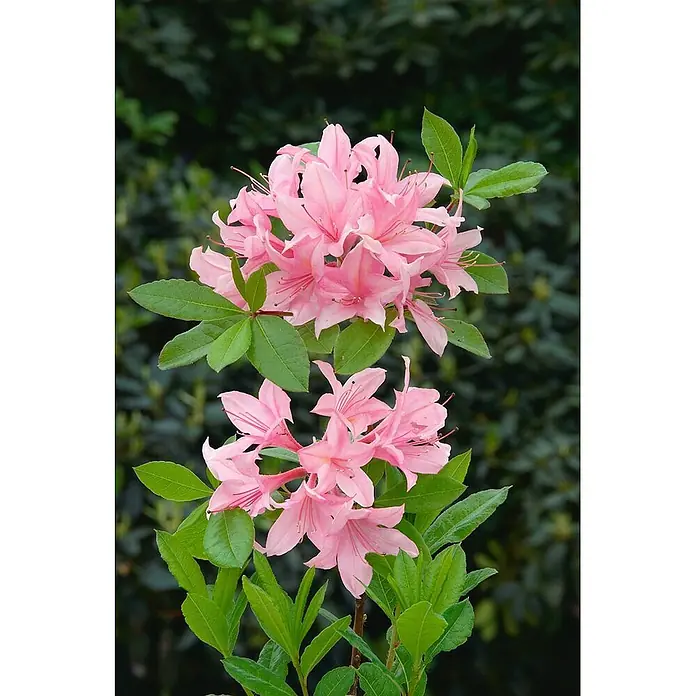 Pflanzen für dich Rhododendron 30-40 cm - Rhododendron luteum 'Soir de Paris', Blütenfarbe: Gelb - Zwei leuchtende Büschel rosafarbener Azaleenblüten mit grünen Blättern.