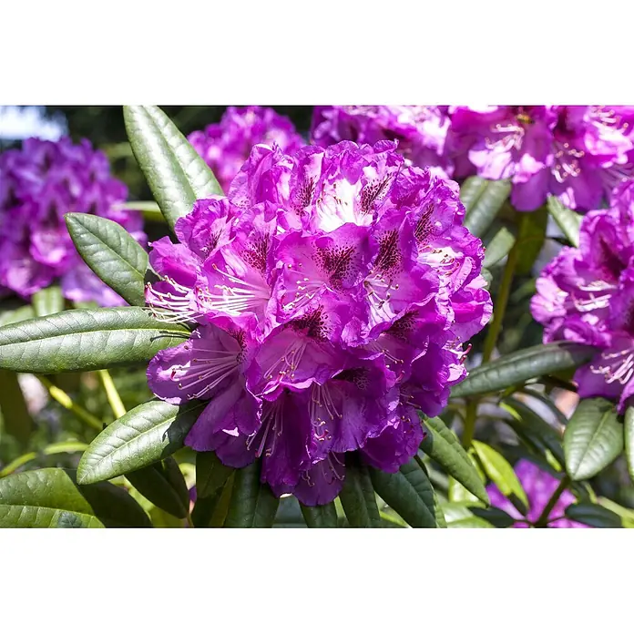 Pflanzen für dich Rhododendron 30-40 cm - Rhododendron Hybride 'Kabarett', Blütenfarbe: Mehrfarbig - Bündel leuchtend violetter Rhododendronblüten mit dunklen Sprenkeln und hellgrünen Blättern in einem Garten.