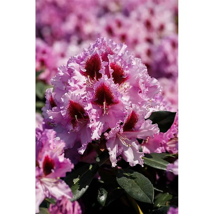 Pflanzen für dich Rhododendron 30-40 cm - Rhododendron Hybride 'Kabarett', Blütenfarbe: Mehrfarbig - Nahaufnahme leuchtend pinker Rhododendronblüten mit gekräuselten Blütenblättern und dunkelroten Zentren, blühend an einem Strauch.