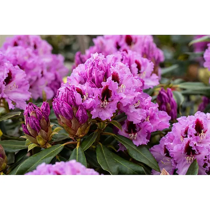 Pflanzen für dich Rhododendron 30-40 cm - Rhododendron Hybride 'Kabarett', Blütenfarbe: Mehrfarbig - Gruppe leuchtend pinkfarbener Rhododendronblüten mit dunkelroten Zentren und Knospen, inmitten grüner Blätter.