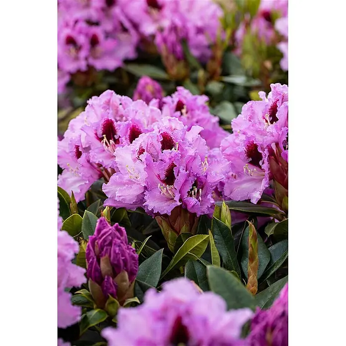 Pflanzen für dich Rhododendron 30-40 cm - Rhododendron Hybride 'Kabarett', Blütenfarbe: Mehrfarbig - Leuchtend violette Rhododendronblüten mit dunklen Zentren, grünen Blättern und Wassertropfen.