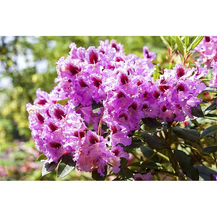 Pflanzen für dich Rhododendron 30-40 cm - Rhododendron Hybride 'Kabarett', Blütenfarbe: Mehrfarbig - Lebhaft violette Rhododendronblüten mit dunkelroten Flecken an einem Strauch.