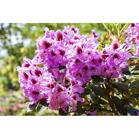 Rhododendron 'Kabarett', 30-40 cm