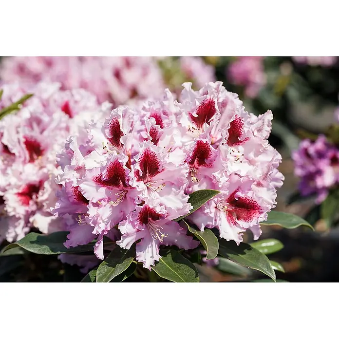 Pflanzen für dich Rhododendron 30-40 cm - Rhododendron Hybride 'Kabarett', Blütenfarbe: Mehrfarbig - Gruppe hellrosa, gekräuselter Blüten mit dunkelroten gesprenkelten Zentren und grünen Blättern.