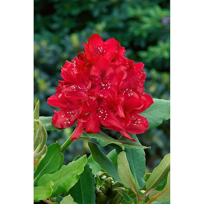 Pflanzen für dich Rhododendron 30-40 cm - Rhododendron 'Karl Naue', Blütenfarbe: Lila - Tiefer roter Blütenstand mit weißen Staubfäden, umgeben von dunkelgrünen Blättern.