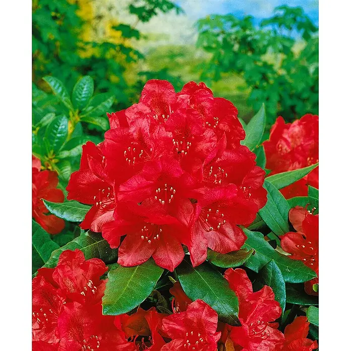 Pflanzen für dich Rhododendron 30-40 cm - Rhododendron 'Karl Naue', Blütenfarbe: Lila - Rhododendron mit leuchtend roten Blüten und dunkelgrünen Blättern.
