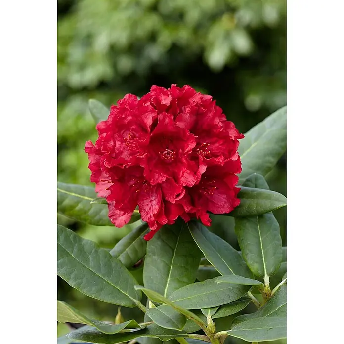 Pflanzen für dich Rhododendron 30-40 cm - Rhododendron 'Karl Naue', Blütenfarbe: Lila - Leuchtend rote Rhododendronblüte mit gerüschten Blütenblättern und sichtbaren gelben Staubgefäßen.