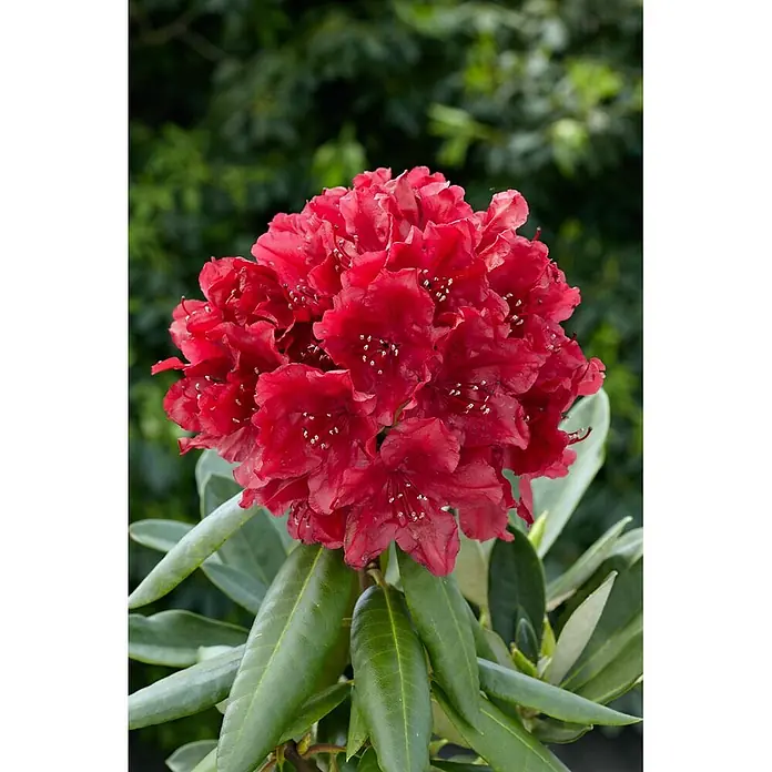 Pflanzen für dich Rhododendron 30-40 cm - Rhododendron 'Karl Naue', Blütenfarbe: Lila - Eine Ansammlung leuchtend roter Rhododendronblüten mit sichtbaren weißen Staubfäden.