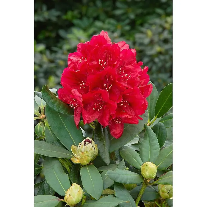 Pflanzen für dich Rhododendron 30-40 cm - Rhododendron 'Karl Naue', Blütenfarbe: Lila - Leuchtend rote Rhododendronblüte mit weißen Staubblättern, umgeben von dunkelgrünen Blättern und ungeöffneten Knospen.