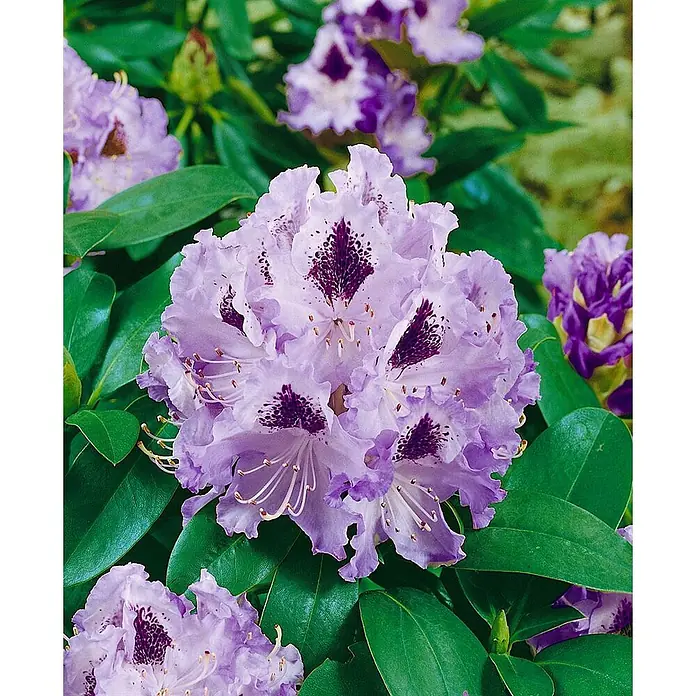 Pflanzen für dich Rhododendron 30-40 cm - Rhododendron 'Pinguin', Blütenfarbe: Mehrfarbig - Nahaufnahme einer Gruppe hellvioletter Rhododendronblüten mit dunkelvioletten Sprenkeln auf den Blütenblättern.