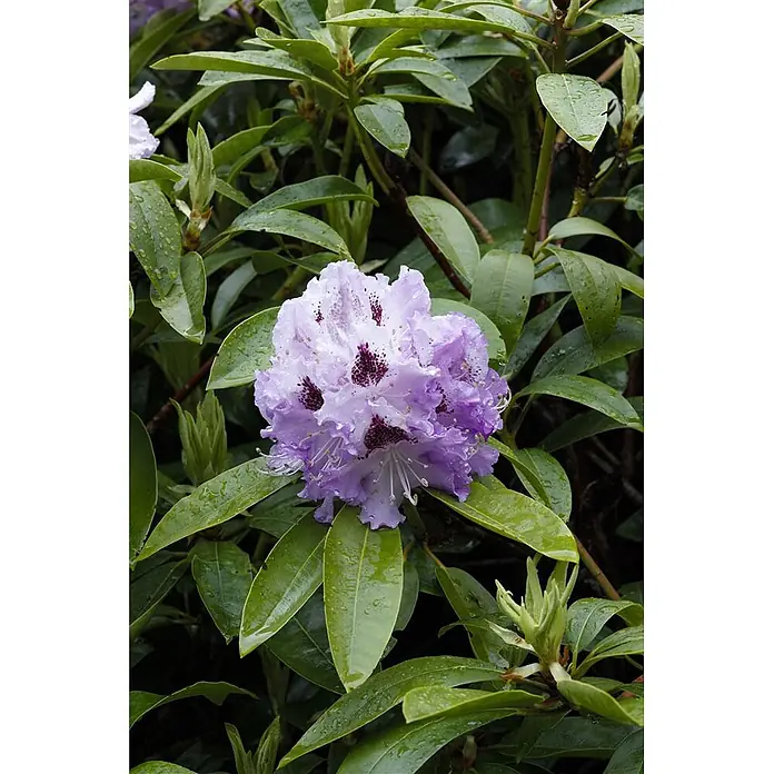 Pflanzen für dich Rhododendron 30-40 cm - Rhododendron 'Pinguin', Blütenfarbe: Mehrfarbig - Hellviolette und weiße Blüten mit dunklen Flecken, bedeckt mit Wassertropfen, umgeben von üppig grünen Blättern.