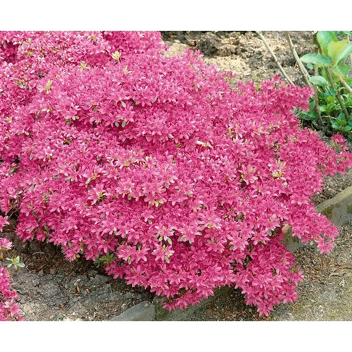 Pflanzen für dich Rhododendron 20-25 cm - Rhododendron obtusum 'Hatsugiri', Blütenfarbe: Violett - Kräftig pinkfarbener Azaleenstrauch mit dichten Blüten in einem Gartenbeet.