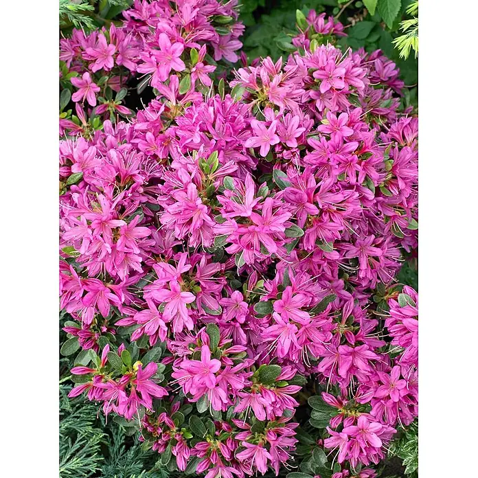Pflanzen für dich Rhododendron 20-25 cm - Rhododendron obtusum 'Hatsugiri', Blütenfarbe: Violett - Leuchtend pinke Blüten mit langen Staubgefäßen, dicht blühend an einem grünblättrigen Strauch.