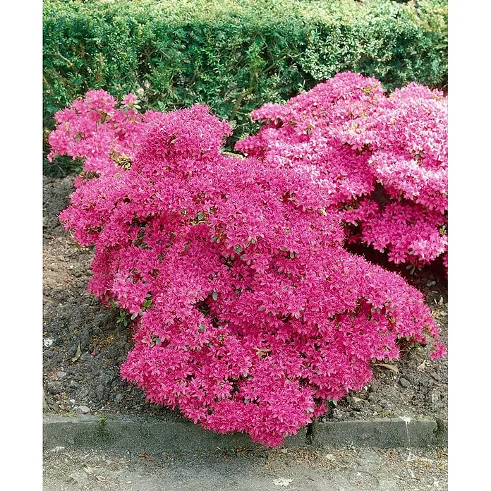 Pflanzen für dich Rhododendron 20-25 cm - Rhododendron obtusum 'Hatsugiri', Blütenfarbe: Violett - Dichte, leuchtend rosafarbene Azaleensträucher in voller Blüte, die zahlreiche kleine Blüten in einer Gartenumgebung zeigen.