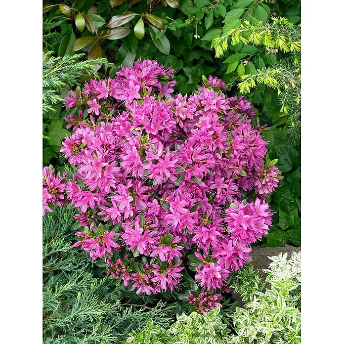 Pflanzen für dich Rhododendron 20-25 cm - Rhododendron obtusum 'Hatsugiri', Blütenfarbe: Violett - Leuchtend pinker Azaleenstrauch in voller Blüte, umgeben von verschiedenen grünen Gartenpflanzen.