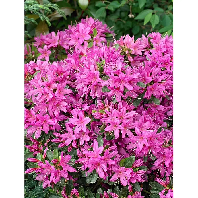 Pflanzen für dich Rhododendron 20-25 cm - Rhododendron obtusum 'Hatsugiri', Blütenfarbe: Violett - Rosa Azaleenblüten mit grünen Blättern.