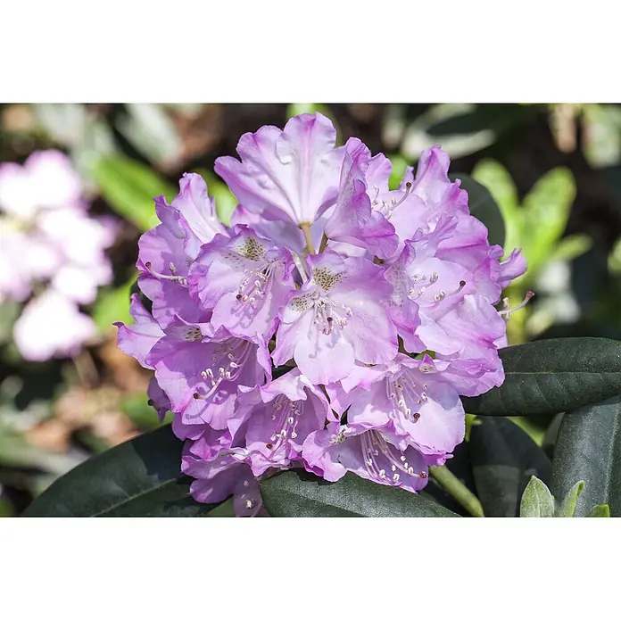 Pflanzen für dich Rhododendron 20-25 cm - Rhododendron 'Snipe', Blütenfarbe: Gelb - Ein Blütenstand hellvioletter Rhododendronblüten mit gesprenkelten Zentren und prominenten Staubblättern, umgeben von dunkelgrünen Blättern.