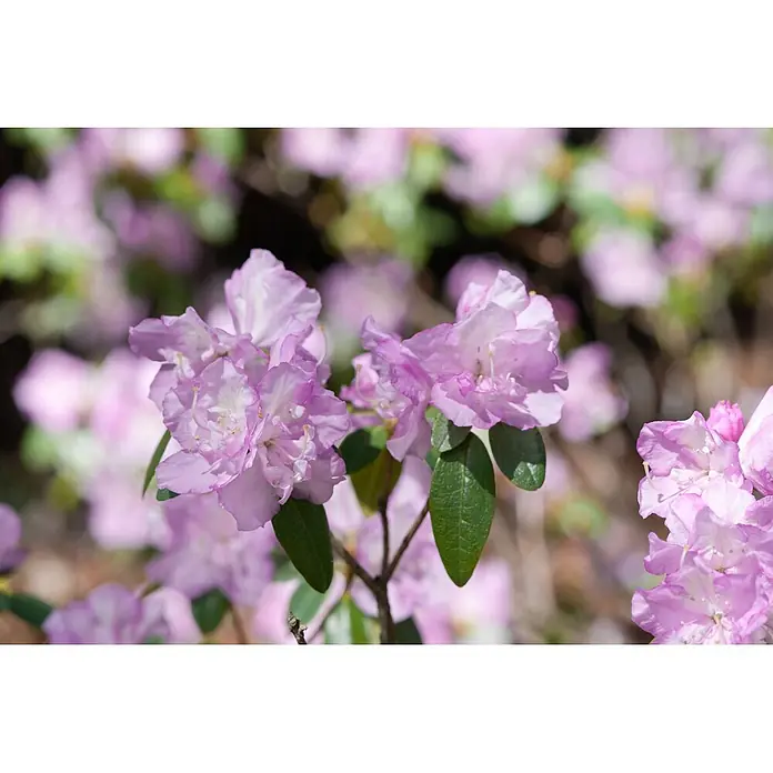 Pflanzen für dich Rhododendron 20-25 cm - Rhododendron 'Snipe', Blütenfarbe: Gelb - Nahaufnahme von leuchtend rosa-lila Rhododendronblüten mit grünen Blättern, blühend in natürlicher Umgebung.