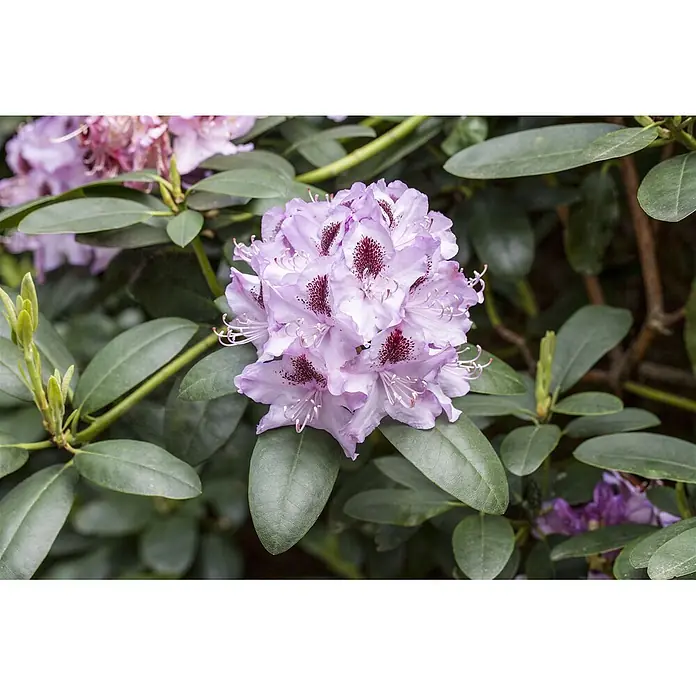 Pflanzen für dich Großblumiger Rhododendron 100-120 cm - Rhododendron 'Humboldt', Rot - Ein lebendiger Blütenstand heller lila Rhododendronblüten mit dunkelroten Flecken und grünen Blättern.