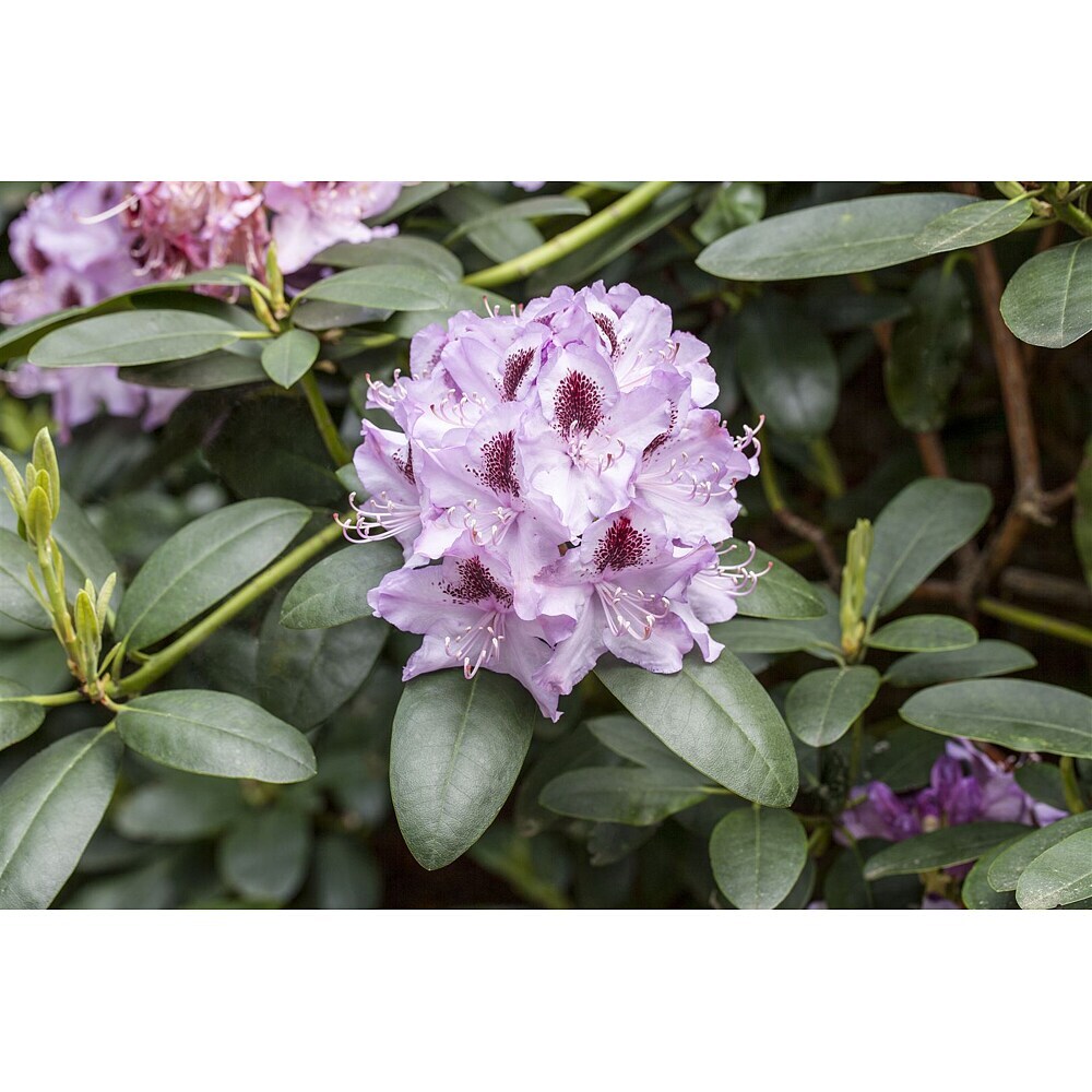 Pflanzen fr dich Rhododendron 50-60 cm online kaufen bei BAUHAUS