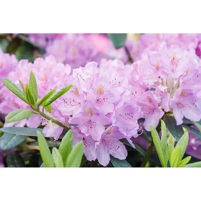 Pflanzen für dich Rhododendron 30-40 cm - Rhododendron, Blütenfarbe: Lila - Nahaufnahme von leuchtend hellvioletten Rhododendronblüten in voller Blüte, umgeben von grünen Blättern.