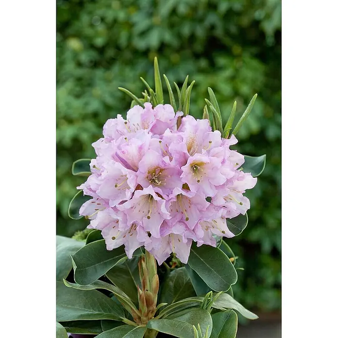 Pflanzen für dich Rhododendron 30-40 cm - Rhododendron, Blütenfarbe: Lila - Ein lebhaftes Büschel blassrosa Rhododendronblüten mit zarten Blütenblättern und auffälligen Staubblättern, umgeben von sattgrünen Blättern.