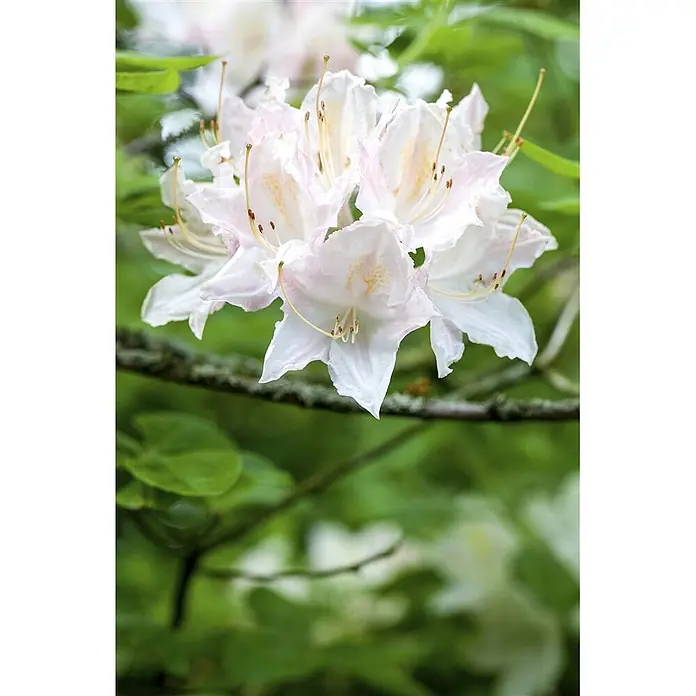 Pflanzen für dich Rhododendron 40-50 cm - Rhododendron luteum 'Whitethroat', Blütenfarbe: Weiß - Zarte hellrosa-weiße Blüten mit auffälligen gelben Staubblättern, die an einem Ast blühen.