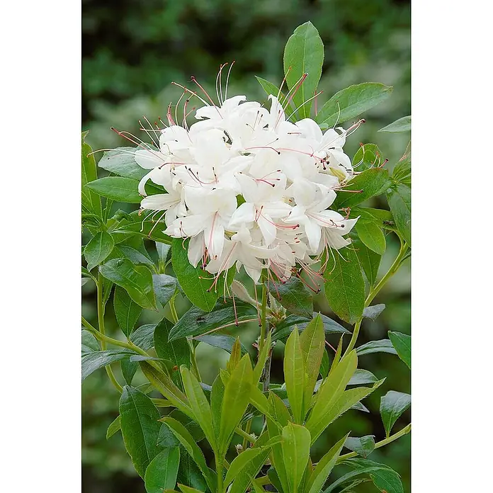 Pflanzen für dich Rhododendron 40-50 cm - Rhododendron luteum 'Whitethroat', Blütenfarbe: Weiß - Weiße Azaleenblüten mit auffälligen roten Staubblättern inmitten von leuchtend grünen Blättern.