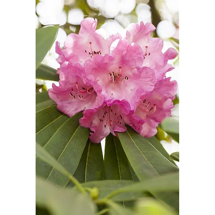 Pflanzen für dich Rhododendron 40-50 cm - Rhododendron, Blütenfarbe: Rosa - Gruppe leuchtend pinker Rhododendronblüten mit Staubblättern, eingebettet in grüne Blätter.
