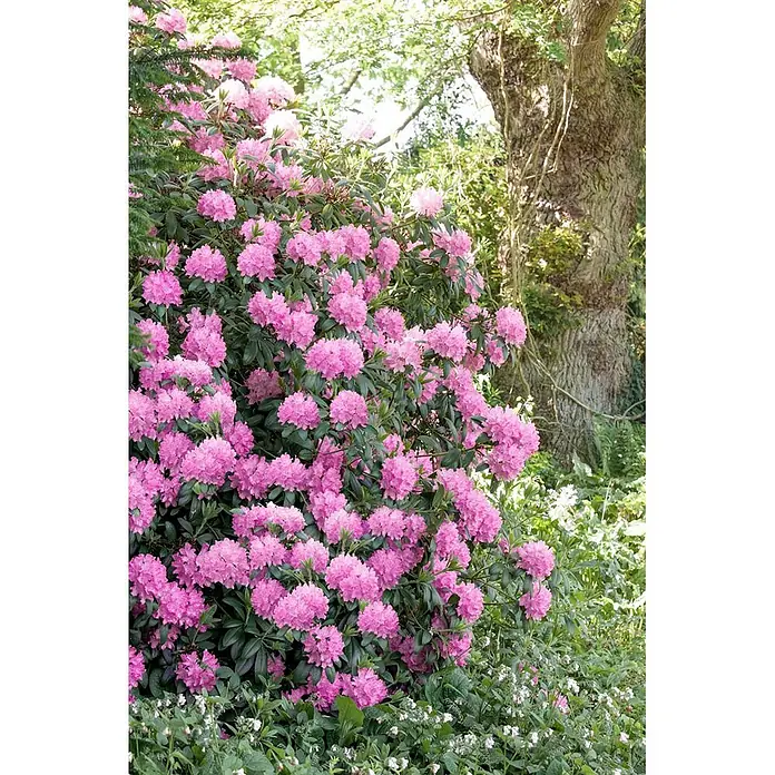 Pflanzen für dich Rhododendron 40-50 cm - Rhododendron, Blütenfarbe: Rosa - Ein üppiger Busch mit zahlreichen leuchtend rosa Rhododendronblüten und dunkelgrünen Blättern in einem blühenden Garten.