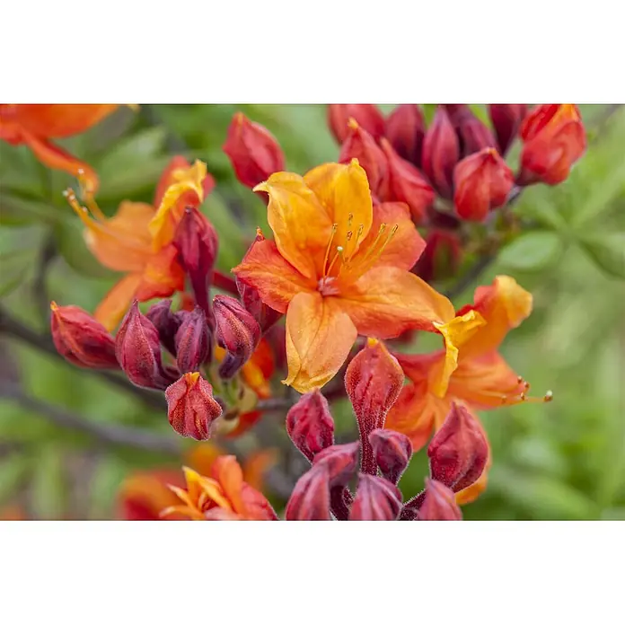 Pflanzen für dich Rhododendron 30-40 cm - Rhododendron luteum 'Sunny Boy', Blütenfarbe: Gelb - Nahaufnahme von leuchtend orangen und roten Blüten mit einigen Knospen an einer Pflanze.