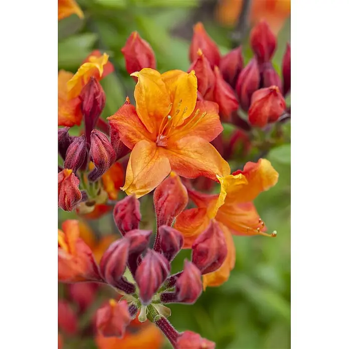 Pflanzen für dich Rhododendron 30-40 cm - Rhododendron luteum 'Sunny Boy', Blütenfarbe: Gelb - Nahaufnahme leuchtend oranger und roter Azaleenblüten und ungeöffneter Knospen.