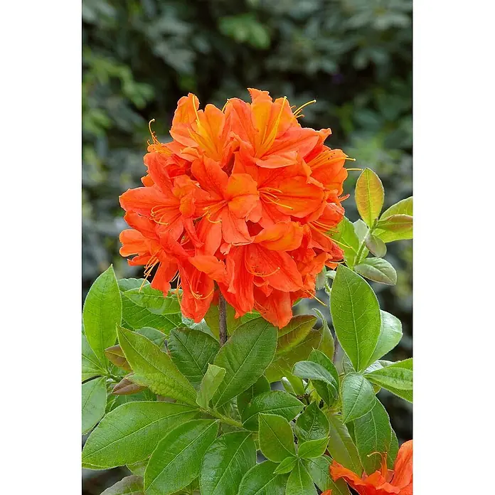 Pflanzen für dich Rhododendron 30-40 cm - Rhododendron luteum 'Sunny Boy', Blütenfarbe: Gelb - Leuchtend orange Azaleenblüten in voller Pracht, umgeben von sattgrünen Blättern.