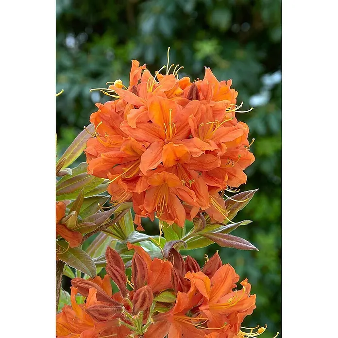 Pflanzen für dich Rhododendron 30-40 cm - Rhododendron luteum 'Sunny Boy', Blütenfarbe: Gelb - Leuchtend orangefarbene Blüten mit auffälligen gelben Staubblättern, umgeben von grünen und rötlichen Blättern.