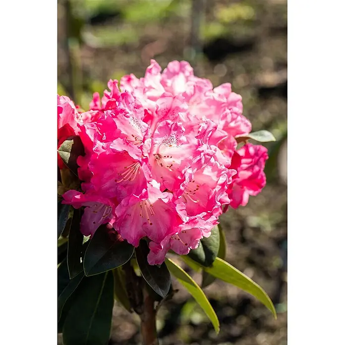 Pflanzen für dich Rhododendron 40-50 cm - Rhododendron yakushimanum 'Morgenrot', Blütenfarbe: Rot - Lebendige pinkfarbene Rhododendronblüten in voller Blüte.