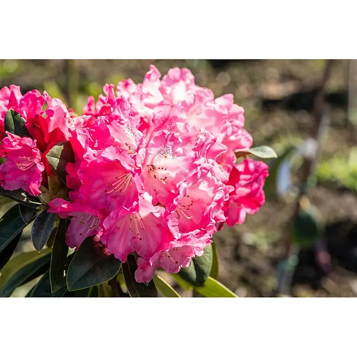 Pflanzen für dich Rhododendron 40-50 cm - Rhododendron yakushimanum 'Morgenrot', Blütenfarbe: Rot - Nahaufnahme leuchtend pinker Blüten mit sichtbaren Staubblättern und grünen Blättern im natürlichen Tageslicht.
