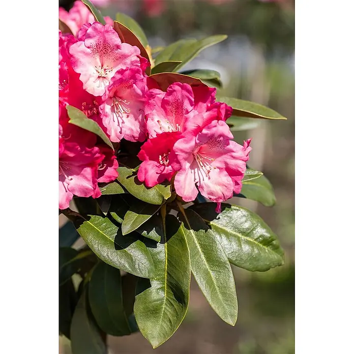 Pflanzen für dich Rhododendron 40-50 cm - Rhododendron yakushimanum 'Morgenrot', Blütenfarbe: Rot - Lebendige pinke Rhododendronblüten mit grünen Blättern, blühend im Sonnenlicht.