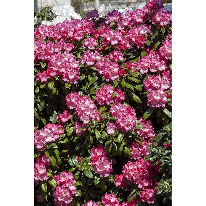 Pflanzen für dich Rhododendron 40-50 cm - Rhododendron yakushimanum 'Morgenrot', Blütenfarbe: Rot - Busch mit leuchtend rosa Rhododendronblüten und grünen Blättern.