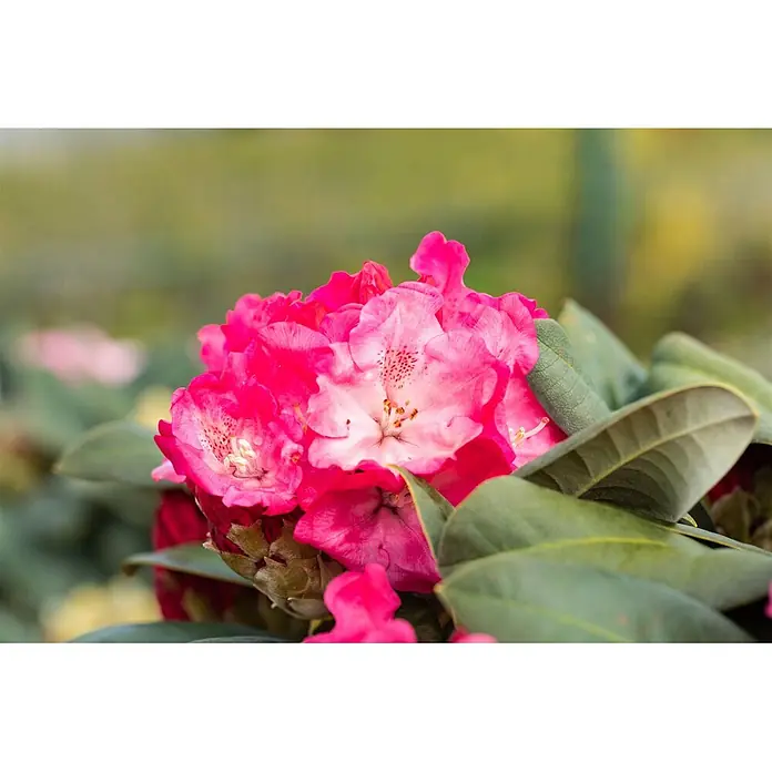 Pflanzen für dich Rhododendron 40-50 cm - Rhododendron yakushimanum 'Morgenrot', Blütenfarbe: Rot - Gruppe leuchtend pinker Rhododendronblüten mit gesprenkelten Blütenblättern und dunkelgrünen Blättern.